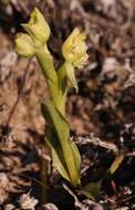 Pterygodium alatum (Thunb.) Sw. resmi