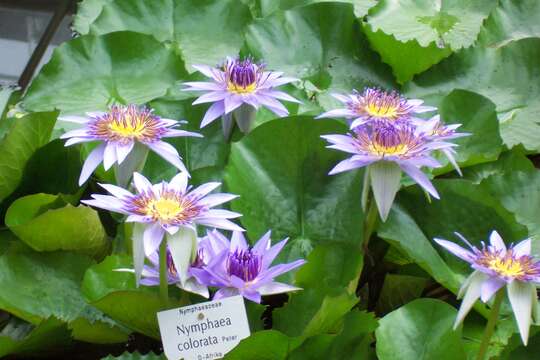 Image of Nymphaea nouchali var. zanzibariensis (Casp.) B. Verdcourt