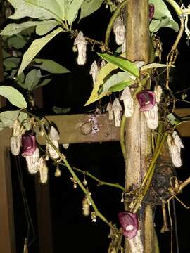 Image of Aristolochia howii Merr. & Chun