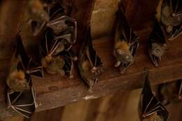 Image of Common Short-nosed Fruit Bat