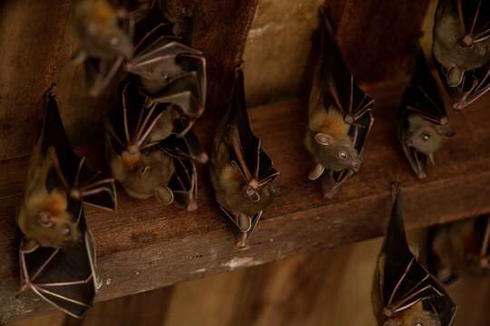 Image of Common Short-nosed Fruit Bat