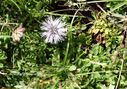 Image de Globularia meridionalis (Podp.) O. Schwarz