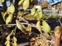 Image of magnolias and relatives