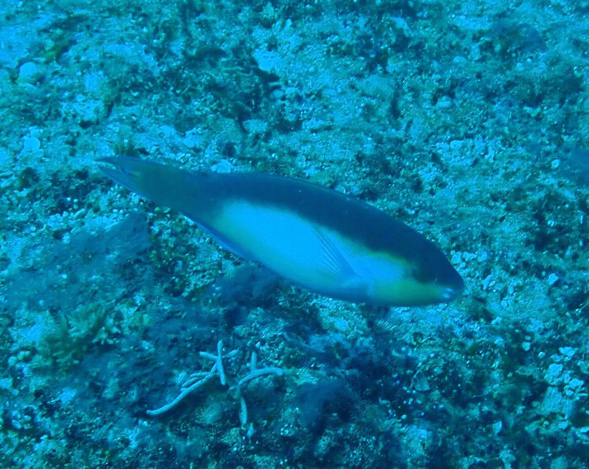 Image of Chameleon parrotfish