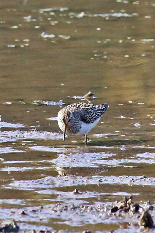 Image of Pectoral Sandpiper