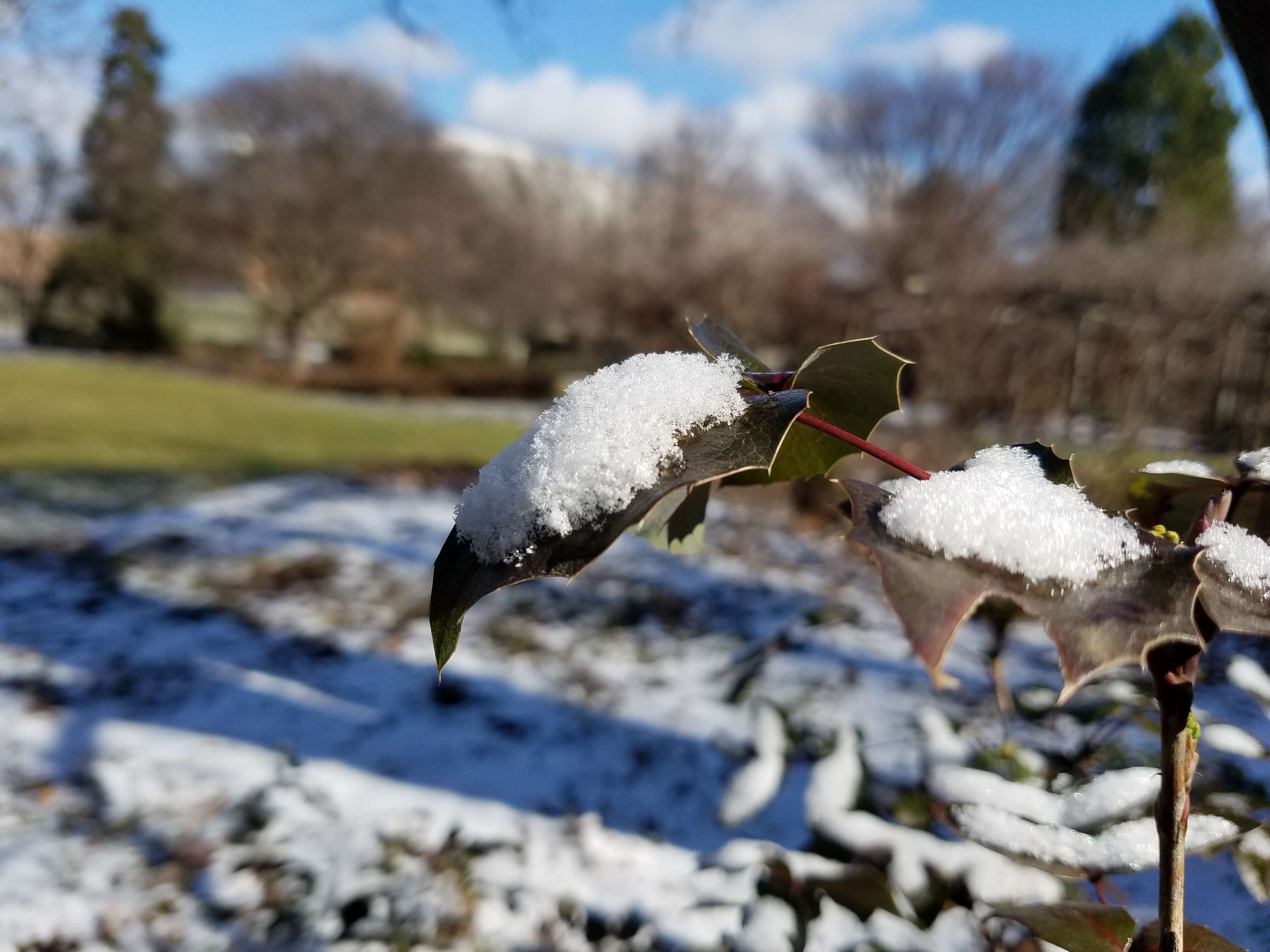 Plancia ëd Pyrus calleryana Decne.