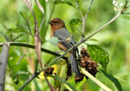 Image of Rufous-browed Conebill