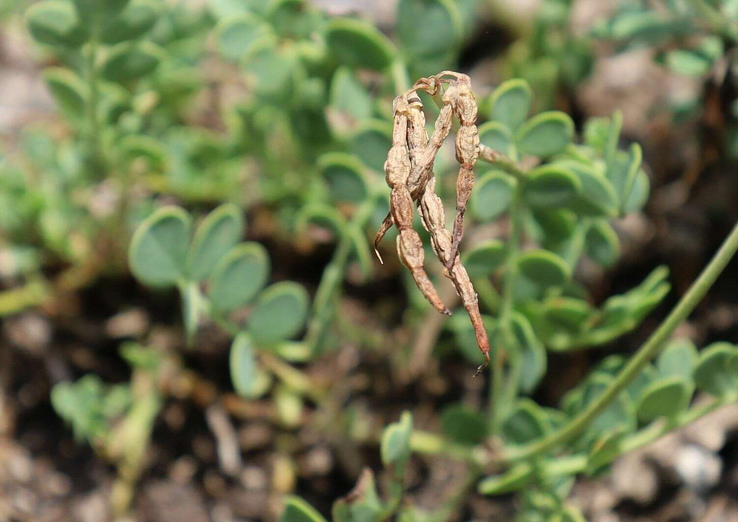 صورة Coronilla vaginalis Lam.