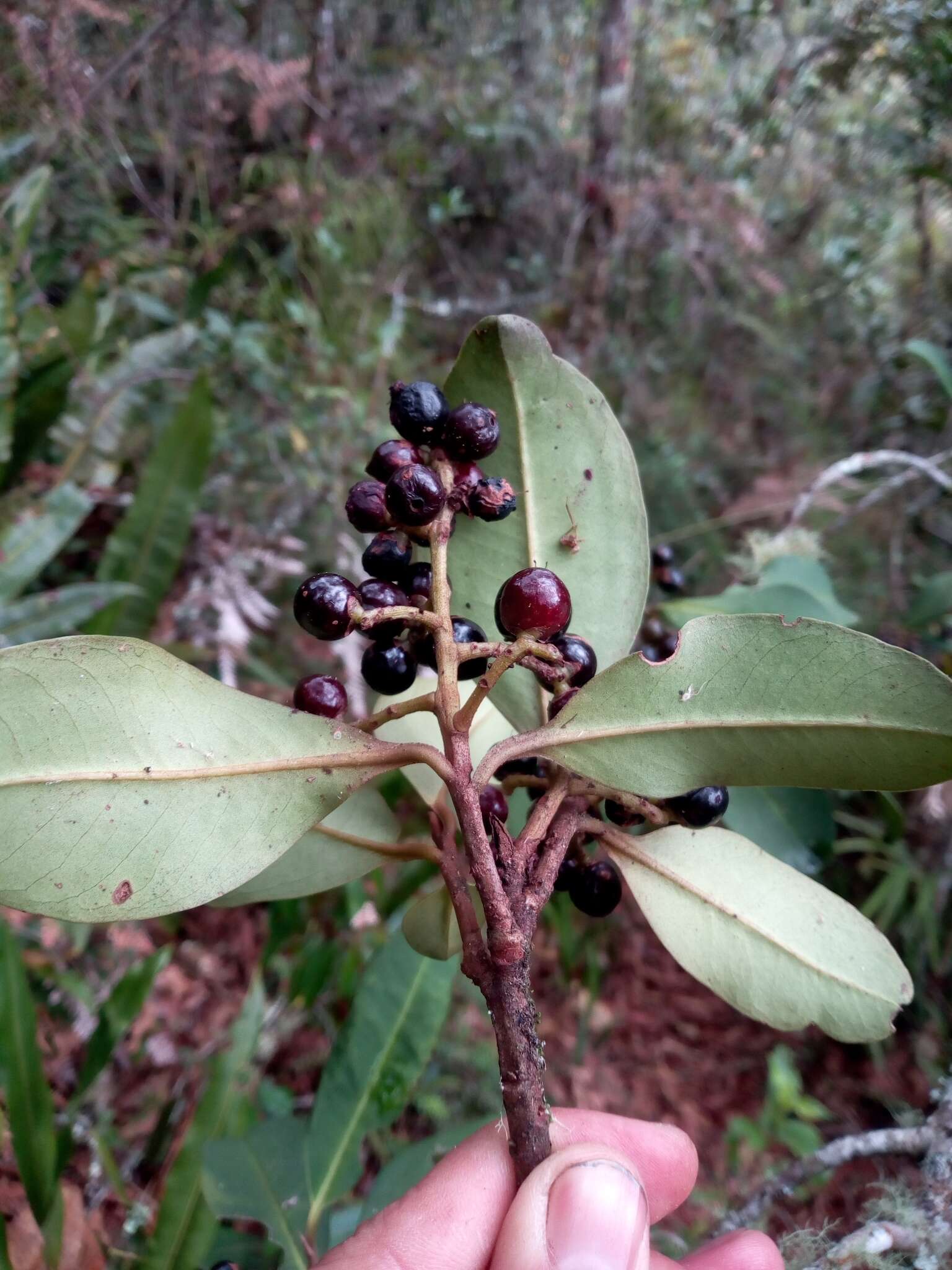 Image of Cybianthus iteoides (Benth.) G. Agostini