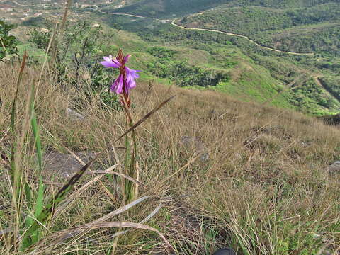 Imagem de Watsonia confusa Goldblatt