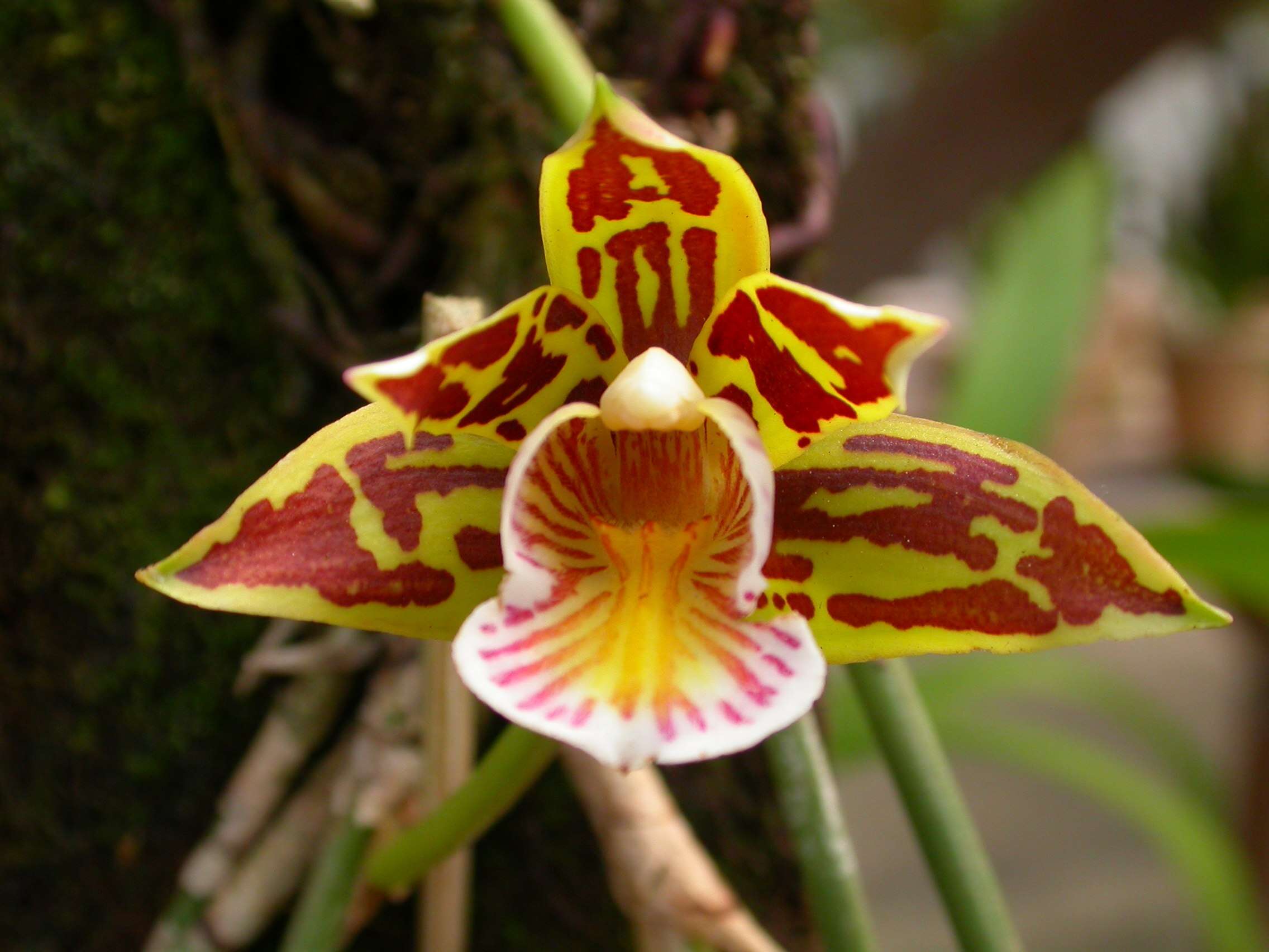 Image of Scuticaria novaesii F. Barros & Cath.