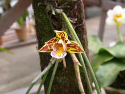 Image of Scuticaria novaesii F. Barros & Cath.