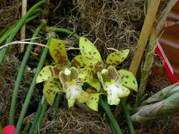 Image of Scuticaria steelei (Hook.) Lindl.