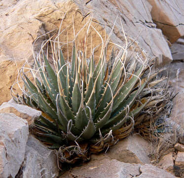 Image of Utah agave