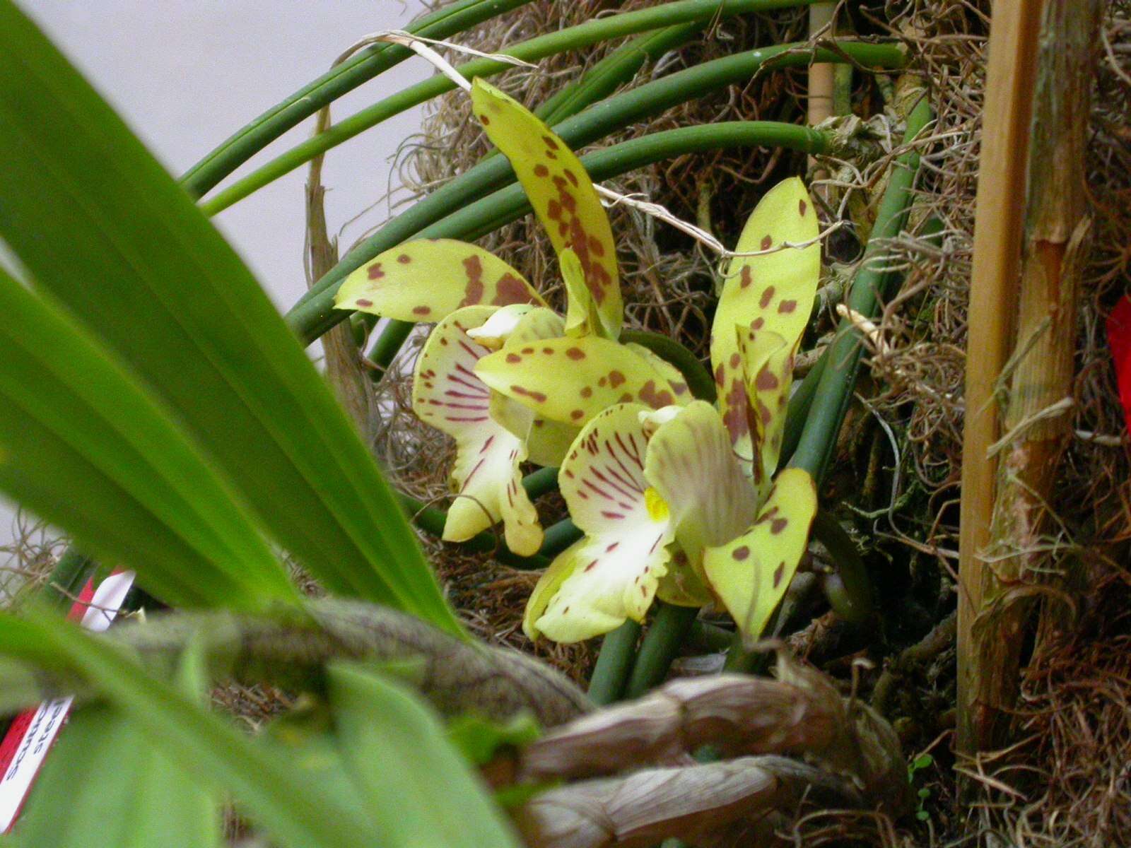 Image of Scuticaria steelei (Hook.) Lindl.