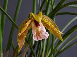 Image of Scuticaria strictifolia Hoehne