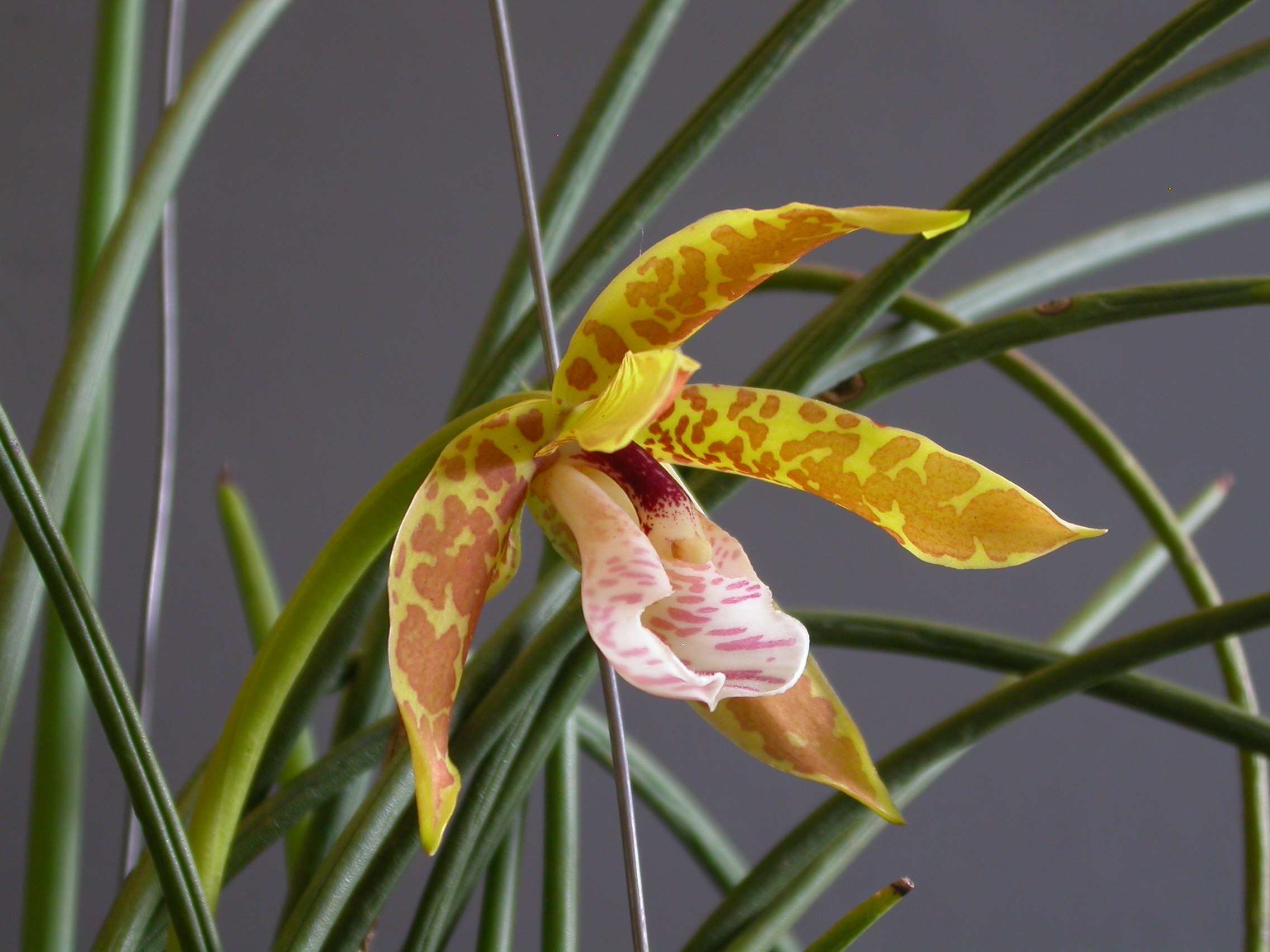 Image of Scuticaria strictifolia Hoehne