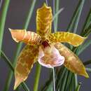 Image of Scuticaria strictifolia Hoehne