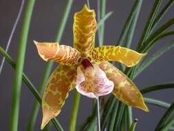 Image of Scuticaria strictifolia Hoehne