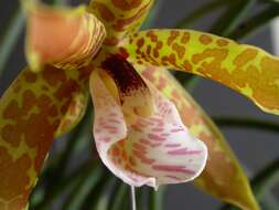 Image of Scuticaria strictifolia Hoehne