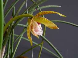 Image of Scuticaria strictifolia Hoehne