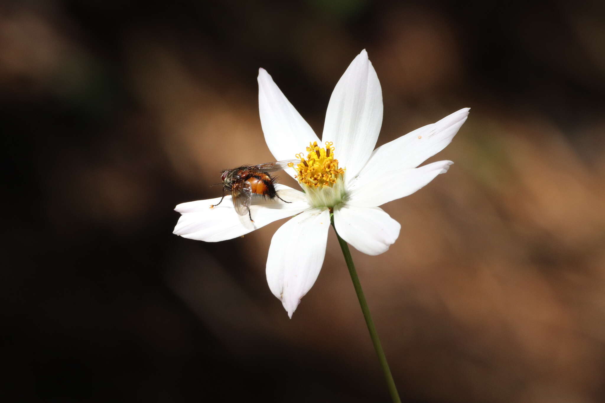 Image of Cosmos palmeri Robinson