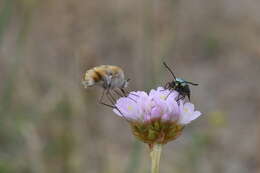 Image of Heath bee-fly