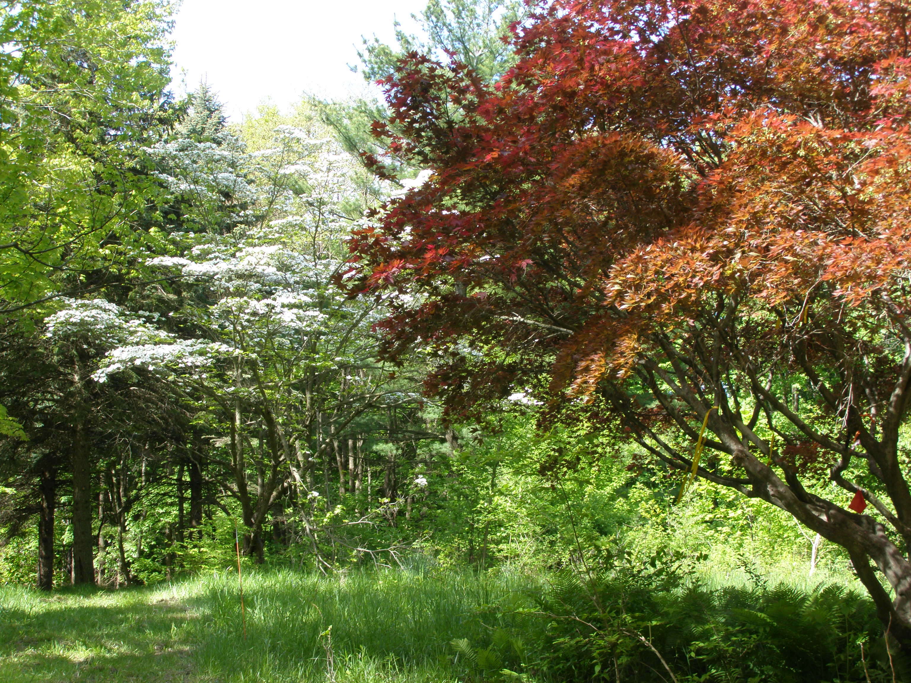 Image of Pacific dogwood