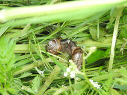 Image of Copse Snail