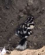 Image of Southern Spotted Skunk