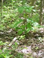 Слика од Arisaema triphyllum (L.) Schott