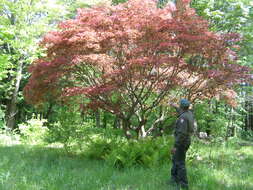 Image of Japanese maple