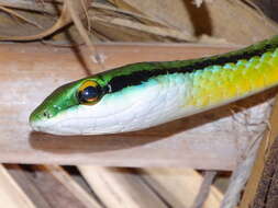 صورة Leptophis diplotropis (Günther 1872)