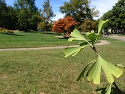 Image of Ginkgoopsida