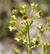 Слика од Saxifraga mutata subsp. mutata