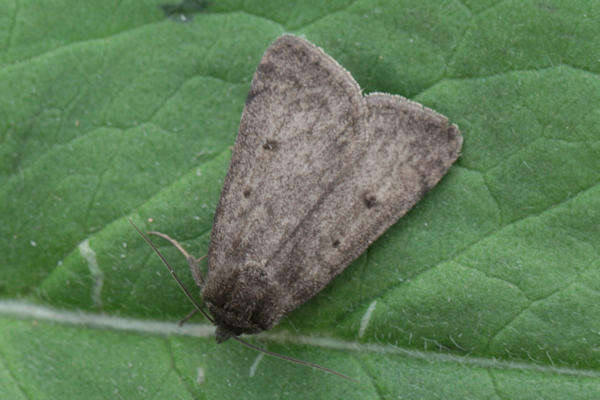 Image of Marsh moth