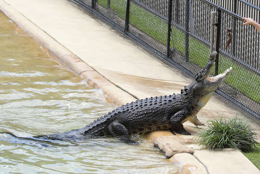 Image of Estuarine Crocodile