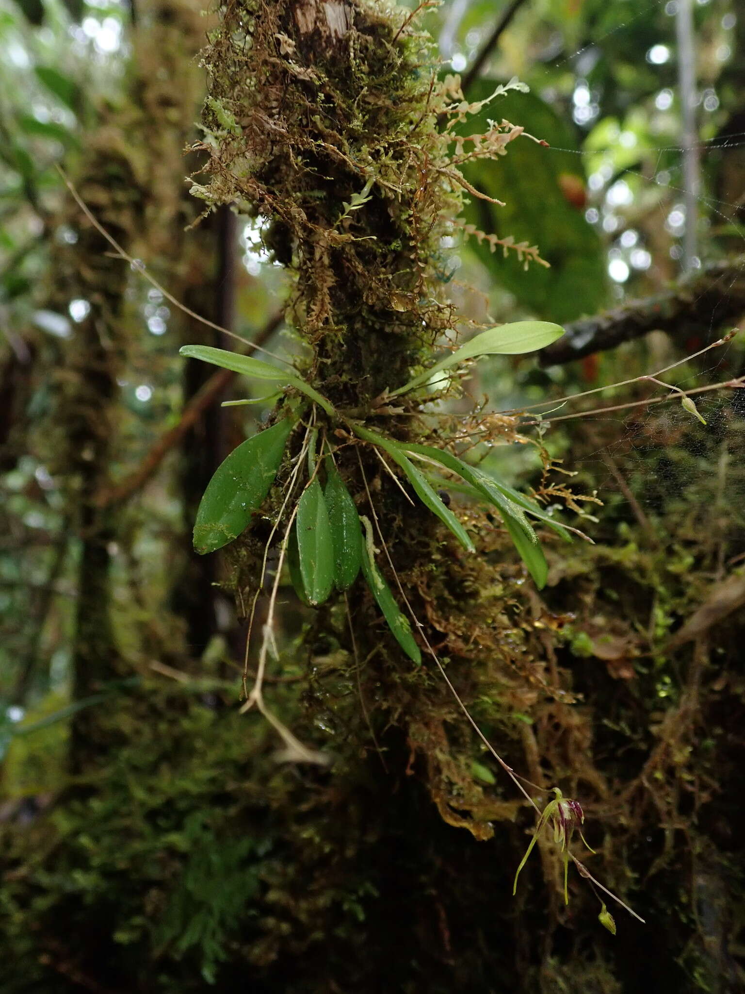 Imagem de Muscarella zephyrina (Rchb. fil.) Luer