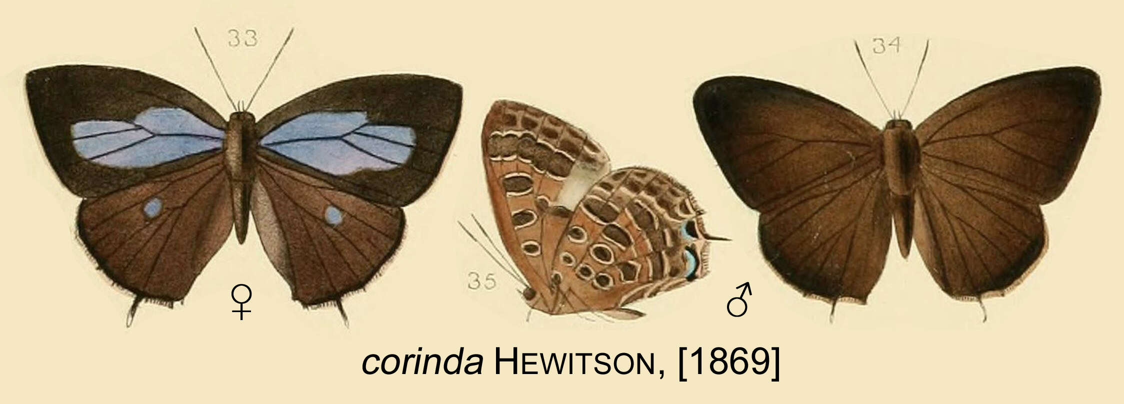 Image of Arhopala corinda (Hewitson (1869))