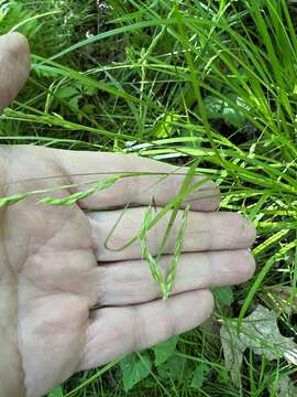 Imagem de Carex debilis var. debilis