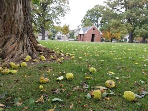 Image of Osage-orange