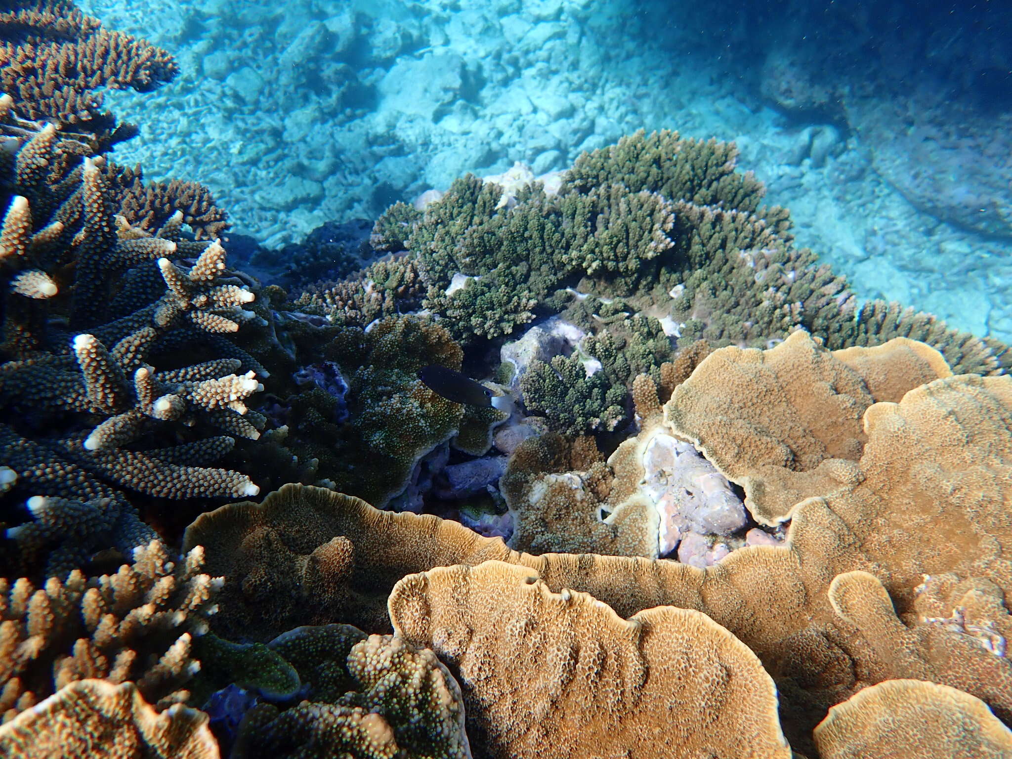 Image of White-tail damsel