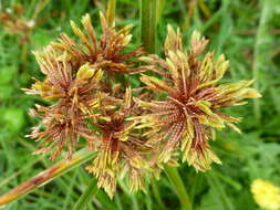 Image of Tall flatsedge