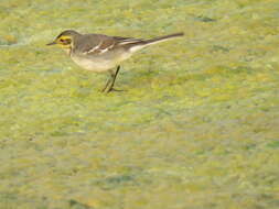 Image of Hodgson's Yellowheaded Wagtail