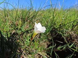 Imagem de Oxalis stictocheila Salter