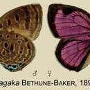 Image of Arhopala dajagaka Bethune-Baker 1896