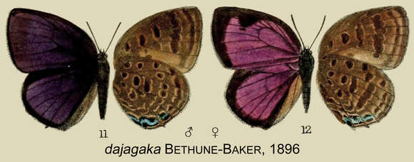 Image of Arhopala dajagaka Bethune-Baker 1896