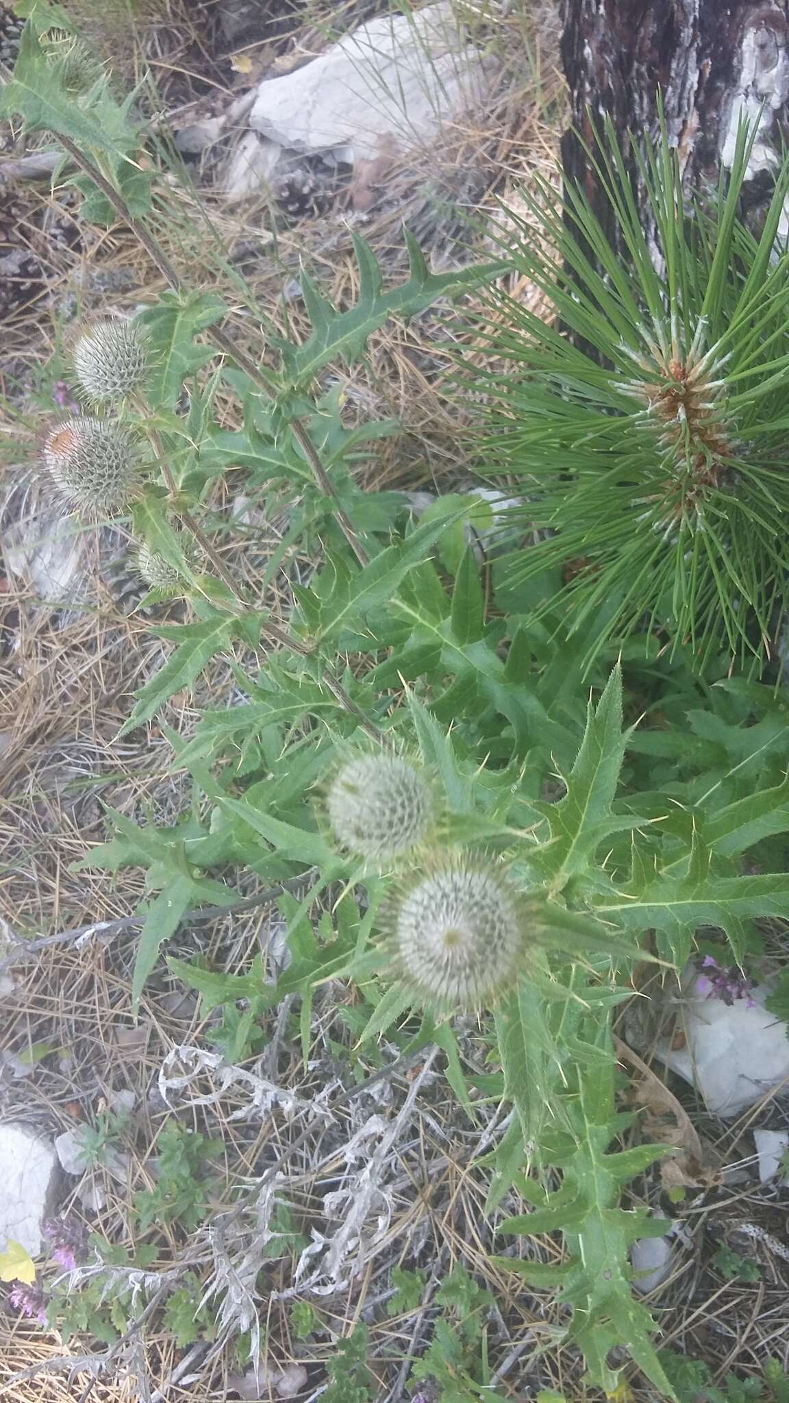 Image of Cirsium laniflorum (M. Bieb.) Fischer