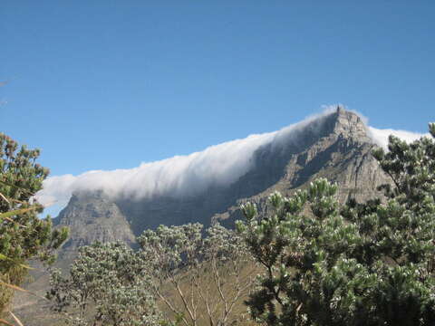 Imagem de Leucadendron argenteum (L.) R. Br.