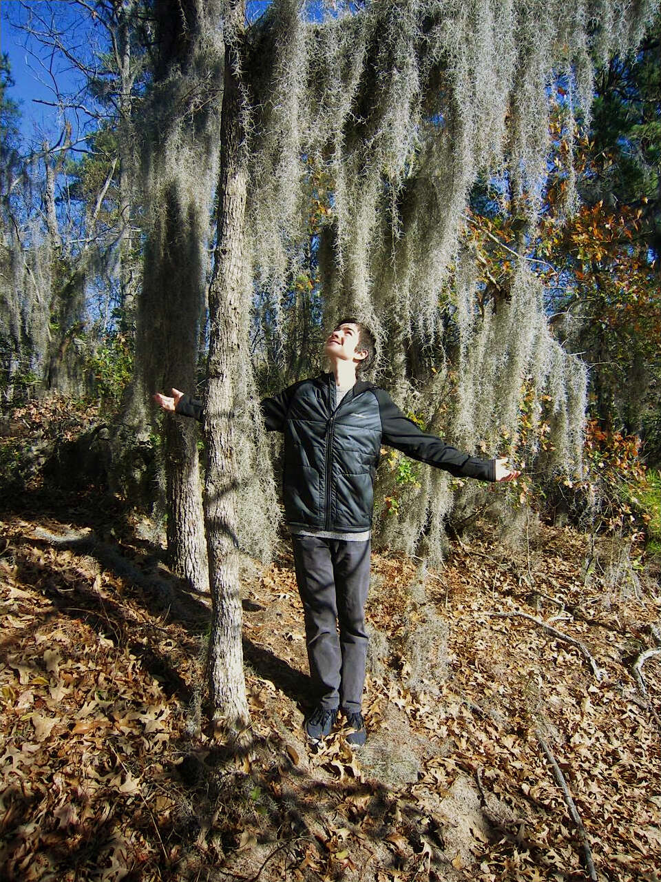 Image of Spanish moss